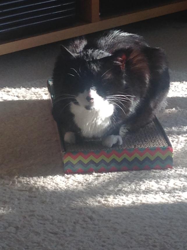 greeboblackcat's tweet photo. It's been a sunpuddle sort of a day #wlf http://t.co/qDmfrNIwaL