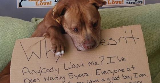 Cheezburger's tweet image. After 5 years of waiting, Chester's photo on Facebook created a flood of adoption requests. chzb.gr/1NO6Crq