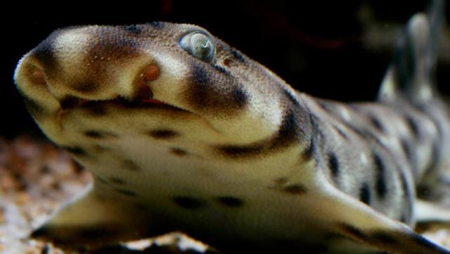 MontereyAq's tweet image. This shark captures prey by resting open-mouthed and letting fish wander in: mbayaq.co/1zXryaM