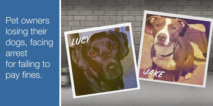 CNNMoneyPF's tweet photo. Owners facing thousands in fines and even arrest warrants. Find out why #PetFines http://t.co/Einj0lgyVh @CNNMoney http://t.co/ieTpwoz7lM