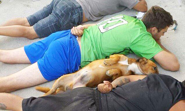 Kadirkaymakci's tweet photo. Brezilya'da uyuşturucu satıcılarına operasyon düzenleyen polis, "yere yatın" deyince çetenin köpeği de teslim olmuş;) http://t.co/OzBWRTcLeX