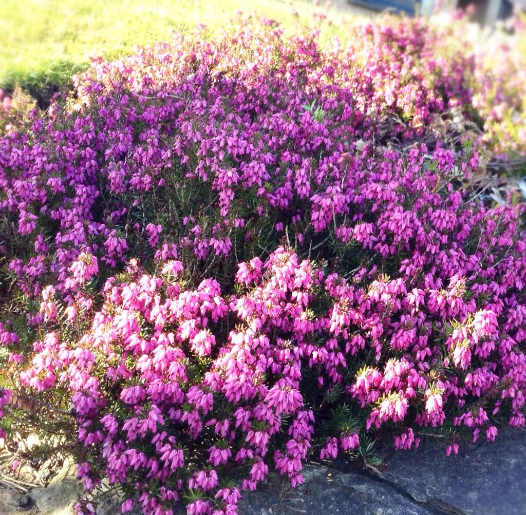 coloursatnight's tweet photo. Pretty purple heather in the evening spring sunshine! #PAD2015 #Apr6th http://t.co/kKUx2kDSmY