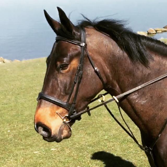 LucrorSH's tweet image. How pretty is our new mare Emi? 16.3 8yo British bred ID x, bred by the Embla Stud