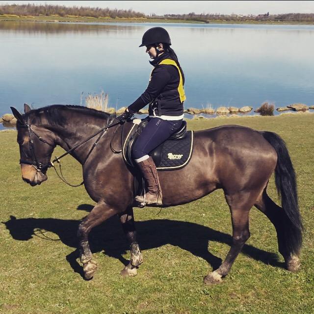 LucrorSH's tweet image. How pretty is our new mare Emi? 16.3 8yo British bred ID x, bred by the Embla Stud