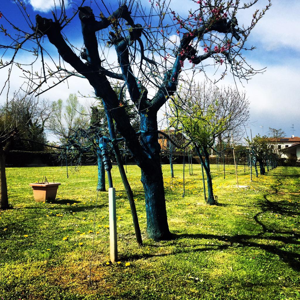 AndreaMartin0's tweet photo. #alberoazzurro http://t.co/iSqfhwQXu0
