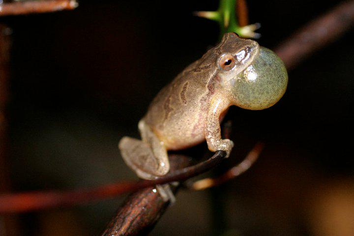 AnimalEmbassy's tweet image. Listen for the call of the #SpringPeeper if you're near a pond - breeding time! #frogs #amphibians
