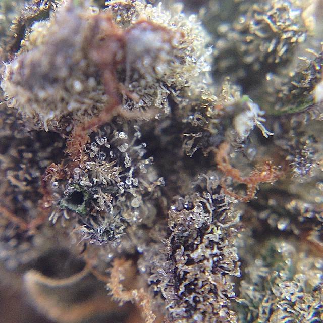 WEEDOFIG's tweet photo. Macro pic of our Burgundy Kush!
#burgundykush #budssb #420 #weedofig #kush #dank #meds #cannabis #macro #nugs #thc … http://t.co/QYYU8Iinc7