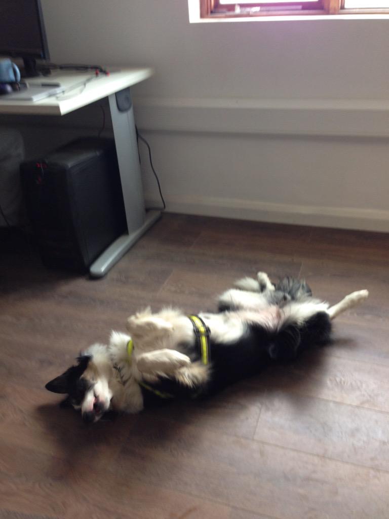 SearchDogRed's tweet photo. Looks like I have competition, my new sister just passed her NSARDA pre assessment. Trainee Search Dog Cara is here http://t.co/Lz8dWrZweX