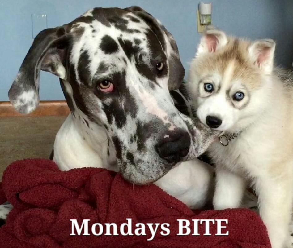 LlKEiser's tweet photo. @TheEllenShow Mondays BITE!!! #puppylove #greatdaneproblems http://t.co/HR01cwr4AQ