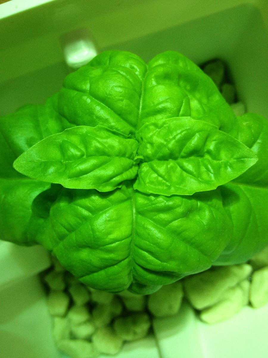 LotusUrbanFarm's tweet photo. Small Sweet Basil growing strong for its appearance @MotherEarthFAIR Saturday and Sunday! #MENF, #hydroponics http://t.co/gd1eyRLLHH