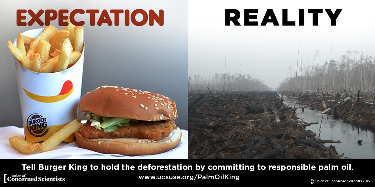Erlend M.Hanssen (@erlendmhanssen) on Twitter photo Fight #climate change & #deforestation! RT to tell <a href="/BurgerKing/">Burger King</a> to commit to responsible #PalmOil Fight #climate change & #deforestation! RT to tell <a href="/BurgerKing/">Burger King</a> to commit to responsible #PalmOil