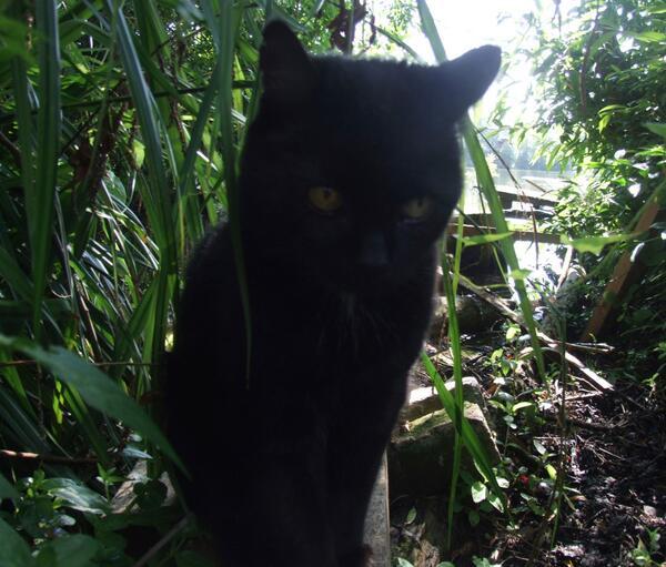 MYSADCAT's tweet photo. My cat is sad because he went camping in the wild to try to improve his man skills but got lost and burst into tears. http://t.co/QLz38ZcYjt