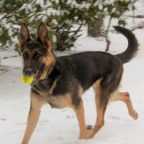 Amber is a female German Shepherd Dog who needs a place to call home! petfinder.com/petdetail/3163…