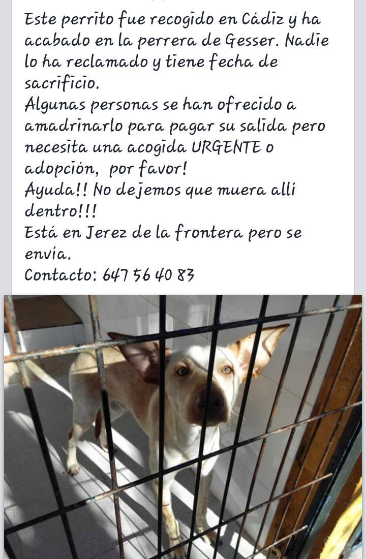 LASAnimal's tweet photo. Caso externo: ACOGIDA MUY URGENTE!! SACRIFICAN EN GESSER!! Tiene padrinos para pagar su salida. http://t.co/np2RfGiENf
