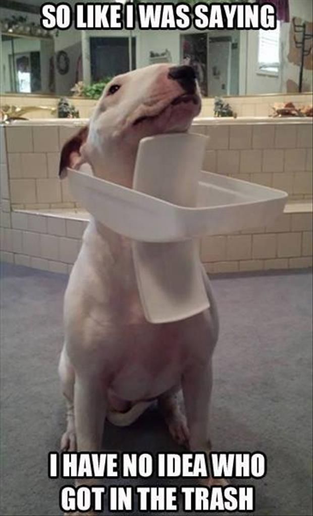 Pampered__Paws's tweet photo. http://t.co/qjrd7Es5jl