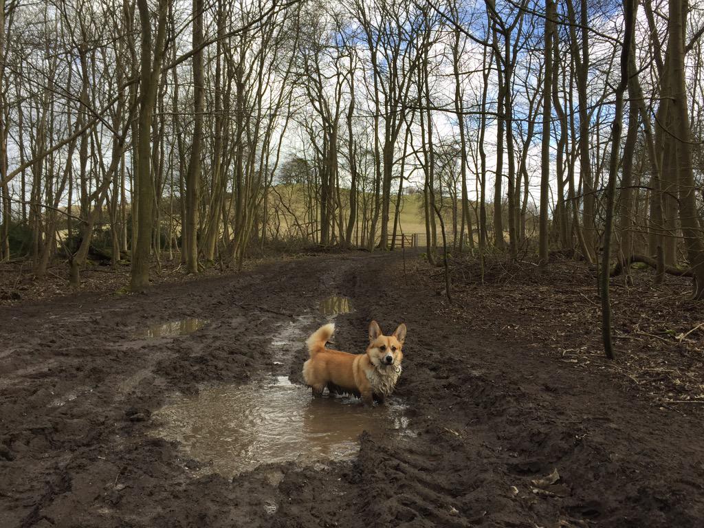 Did I show you the lovely puddle I found today? 

#CorgiAdventures