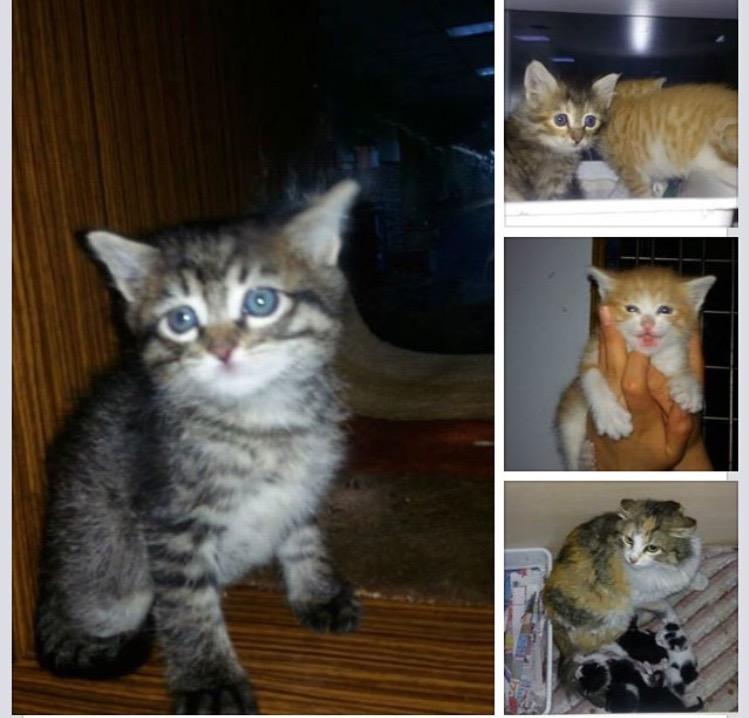 CAHIDE_GANTEP's tweet photo. KİMİ ANNESİZ,
KİMİ ANNELİ ANCAK MAHALLEDE İSTENMEDİLER,
MİNİK YAVRULAR YENİ YUVALARINI ARIYORLAR. http://t.co/UY85hnOnDO