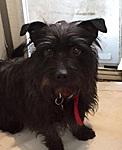 Dogs for Adoption tweet media