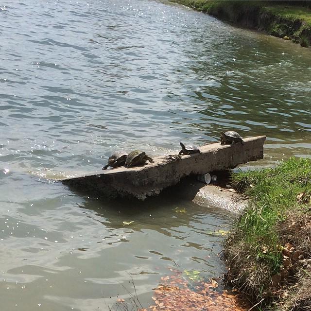 aboatapp's tweet photo. These fools know the weather is good! Get outside and #run #surf #sup #boat #lake #dive #wakesurf  check out @austi… http://t.co/BWW68HqRZA