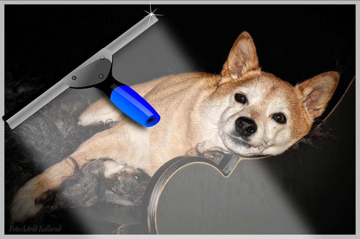 IntermountainCD's tweet image. Cleaning Tip of The Week: Use a Squeegee to get pet hair off of carpet &amp;amp; furniture!