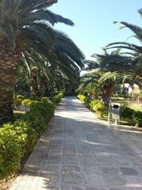 SandyHotelKos's tweet photo. sandy beach is full of #exotic_trees #summerloading #summer_2015 http://t.co/hhY7EB1bk6