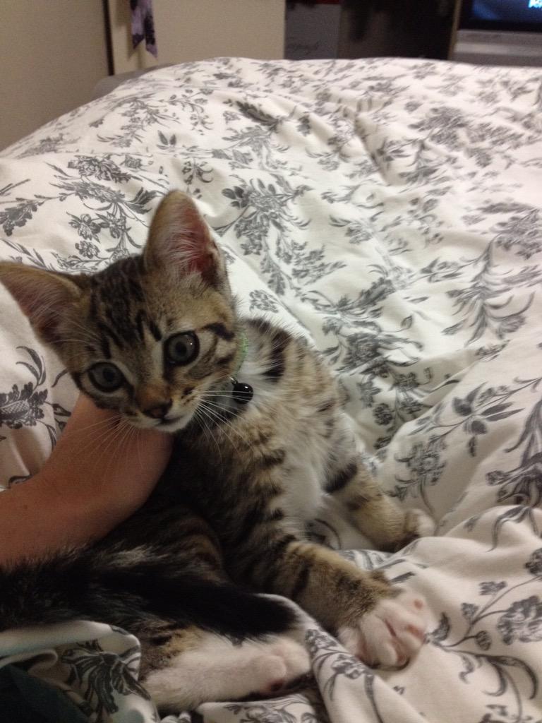 ClarkPCat's tweet image. Today is Clark's 2nd birthday! Happy birthday Clarkie! #birthday #boy #kitty #cats #cute #meow