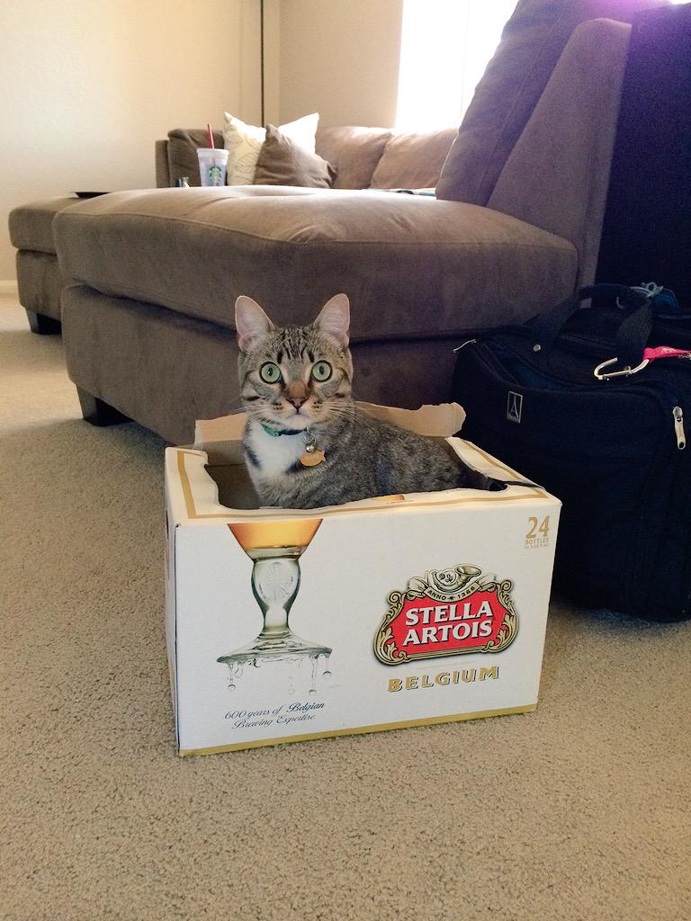 ClarkPCat's tweet image. Today is Clark's 2nd birthday! Happy birthday Clarkie! #birthday #boy #kitty #cats #cute #meow