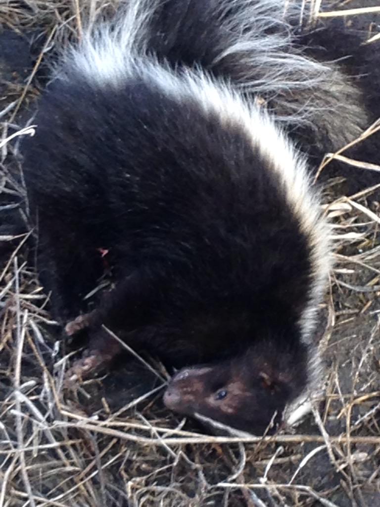 millsytime89's tweet image. Didn't get skunked this easter @Brown86Davis