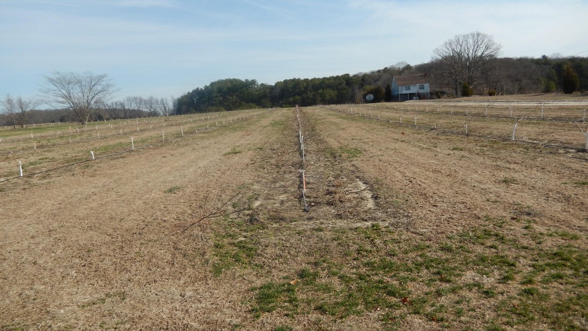 JFrecon's tweet photo. @NJ_Peaches 
Nice to see peach trees are being replanted in southern New Jersey> Go Jersey peaches http://t.co/9KkN2HlrFL