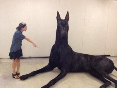 Moe3k9's tweet photo. #LiesWhitePeopleTell He doesn't bite, He's just a puppy http://t.co/yQMo3HrqdS