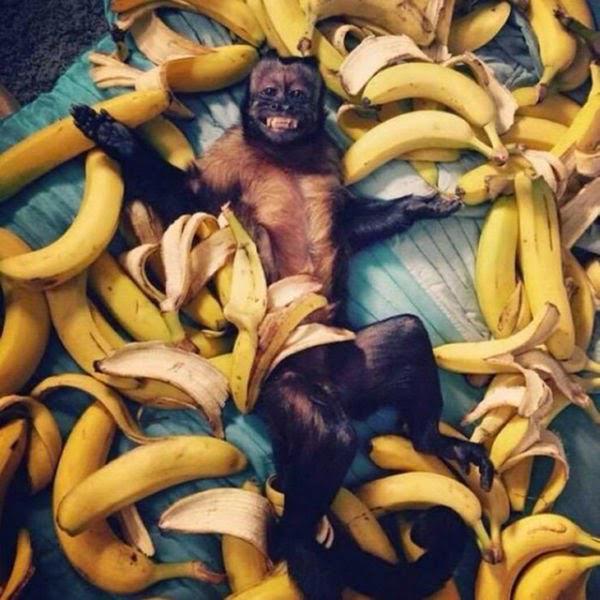 kmpawlk's tweet photo. “@OutOfWild: Living the dream http://t.co/lkAnYRWPCC” @alanaserhan