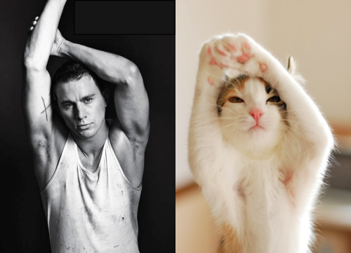 FluffybunnyJr's tweet photo. i looked up cute kitty pics why just why did this have to show up http://t.co/DHfW5LLlSS