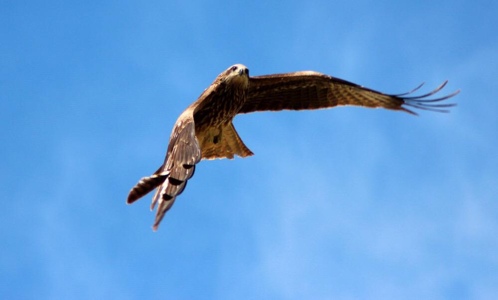 AmazingMongolia's tweet photo. #Mongolia is a magnet for #wildlife . #travel #traveltuesday #wanderlust #birdwatching #fauna #ttot #nature #holiday http://t.co/zw74UDOG5D