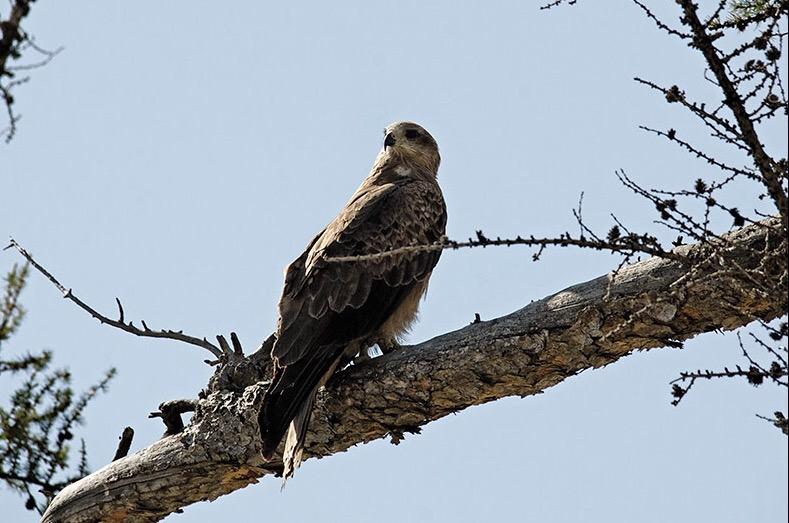 AmazingMongolia's tweet photo. #Mongolia is a magnet for #wildlife . #travel #traveltuesday #wanderlust #birdwatching #fauna #ttot #nature #holiday http://t.co/zw74UDOG5D