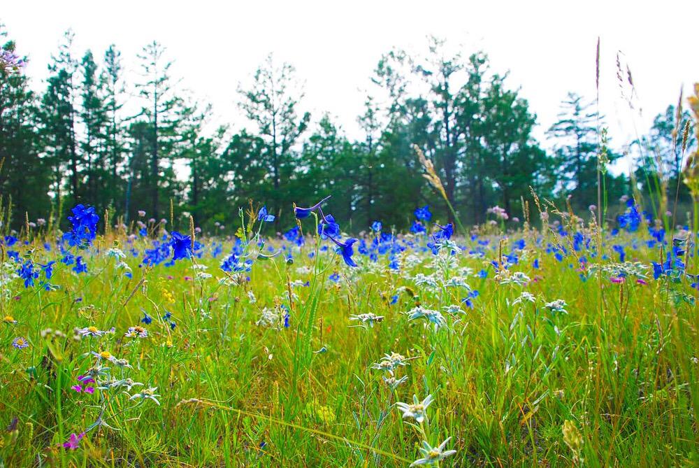 AmazingMongolia's tweet photo. Due to the wide range of different environments &amp; plants, the native #flora of #Mongolia is the most diverse. #travel http://t.co/2QbCPuNOHF