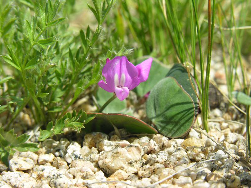 AmazingMongolia's tweet photo. Due to the wide range of different environments &amp; plants, the native #flora of #Mongolia is the most diverse. #travel http://t.co/2QbCPuNOHF