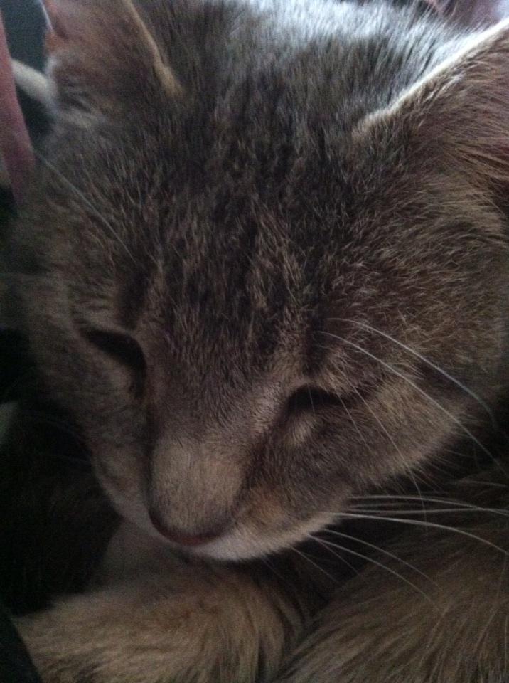 KaylaModrell's tweet image. Poutty cat! She's so cute