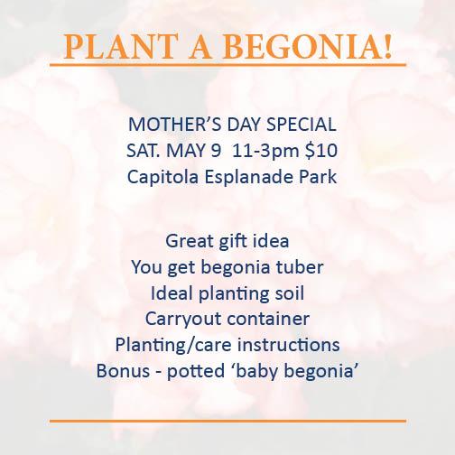 GoldenStateBulb's tweet image. Coming up in preparation for the Capitola Begonia Festival