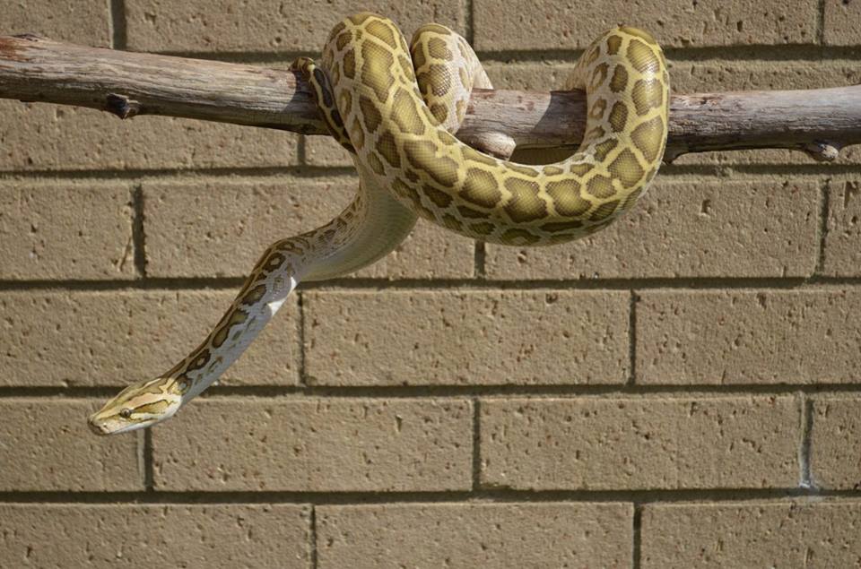 Bruce our Hypo Burmese Python.