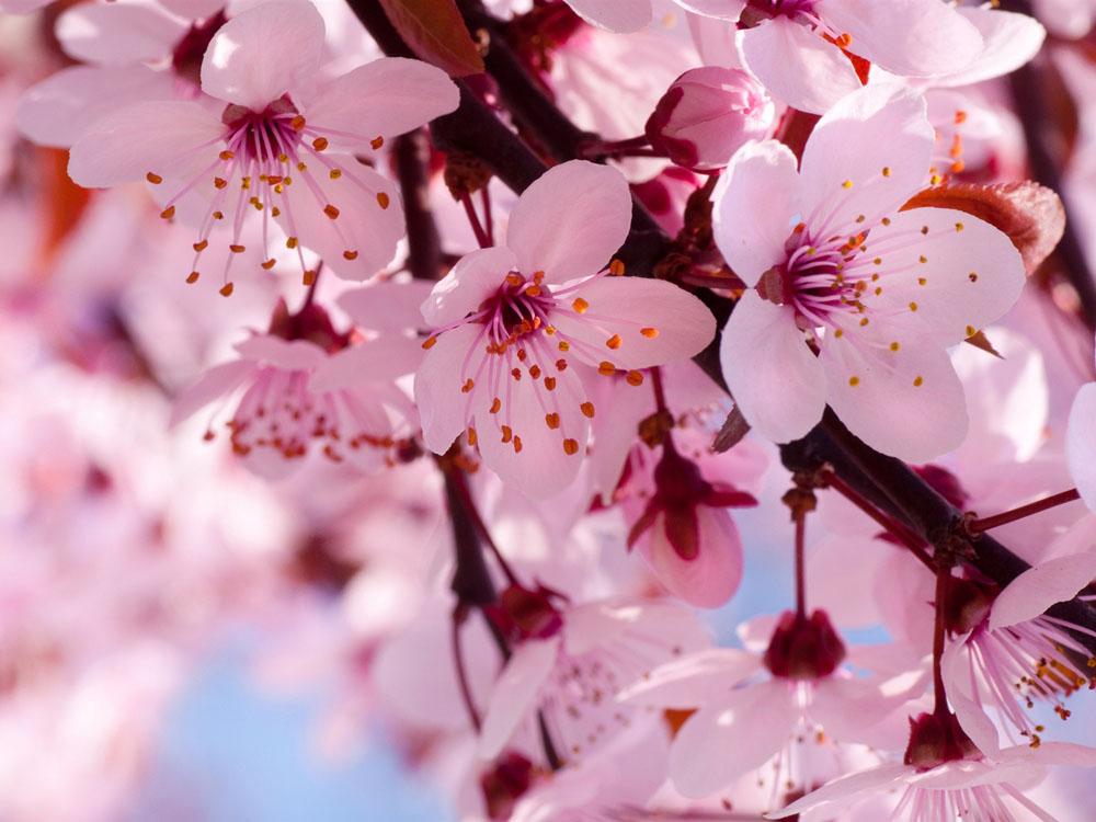ca1isabel18's tweet photo. #ca01
from @ca7soohyun18 for the candy gram thingy(?) at school :D 
i don't have a favorite flower but I lke blossoms http://t.co/JV6PDwZlPp