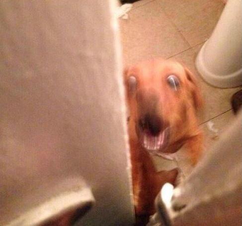 Bakat gen nah__-"<a href="/9GAG/">9GAG ❤️ Memeland</a>: When you're naked in the bathroom but you forgot to lock the door and someone opens it "