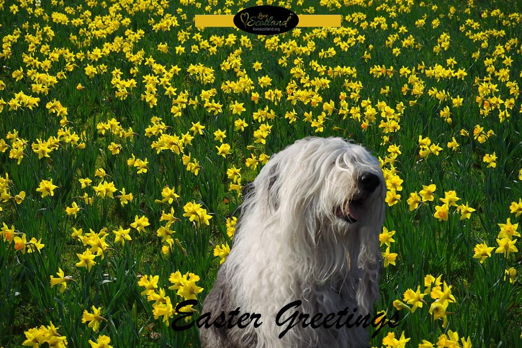 I wandered lonely as a cloud
That floats on high o'er vales and hills,
When all at once I saw a crowd,
A host of ....