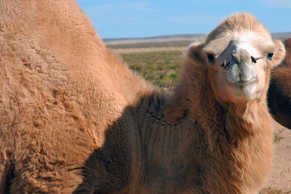 AmazingMongolia's tweet photo. Camels are diurnal, sleeping at night in open spaces &amp; foraging for food during the day. Explore #Mongolia . #travel http://t.co/XsDNESR4VL