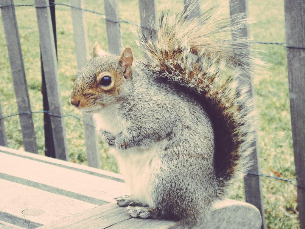 Squirrel Pics (@squirrel_pix) on Twitter photo 