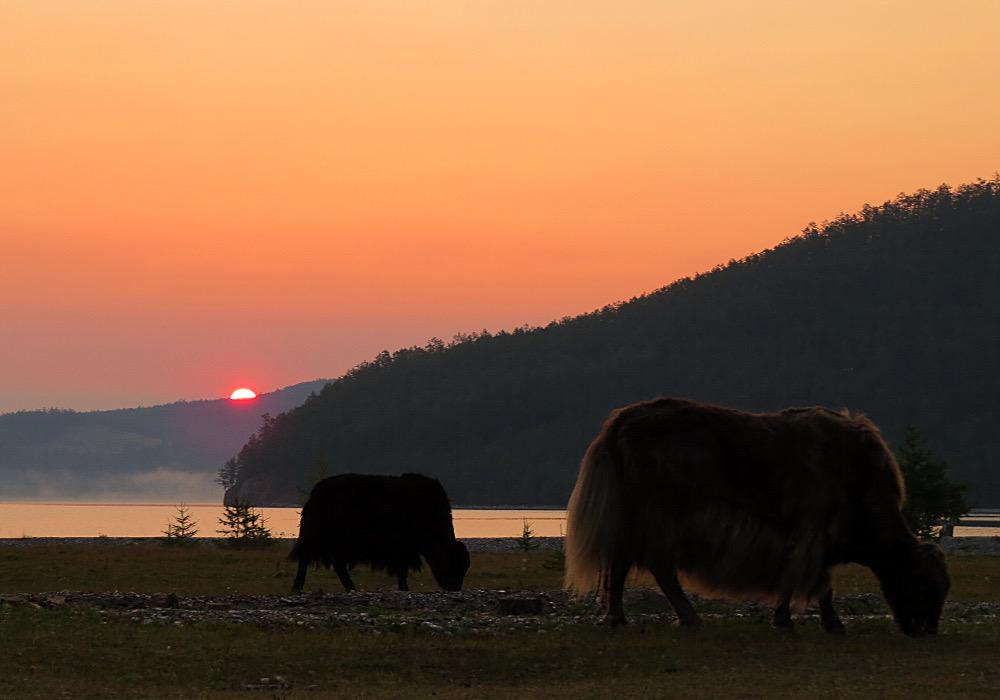 AmazingMongolia's tweet photo. Chinggis Khaan established Mongol empire that extended from #Hungary to #Korea &amp; from #Siberia to #Tibet. #travel http://t.co/48Kakfm0BW