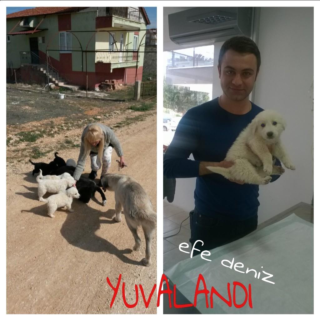 patilibirdost's tweet photo. Sokaktan kurtarılan ikinci bebemizide yeni yuvasına uğurladık bugun 😊 mutluluklar minik 🐾 http://t.co/GyB8dtBHGN