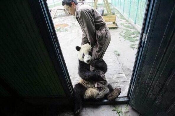 Oso panda asustado después de un terremoto.