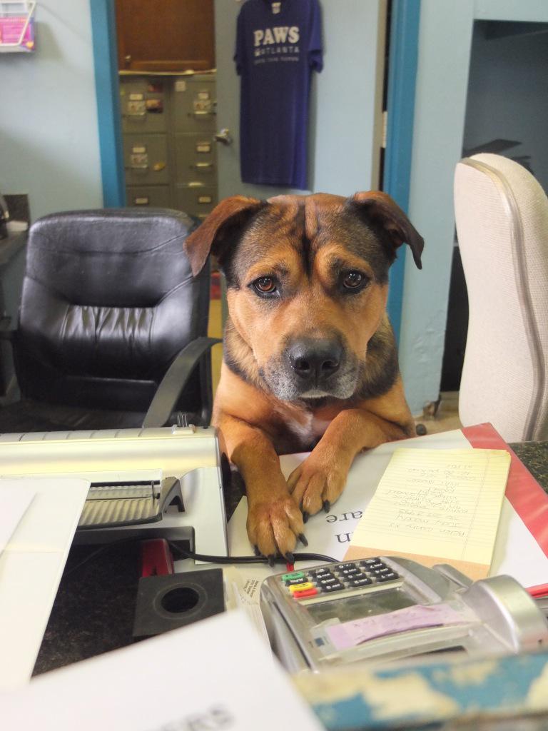 Ivan has started pocket-dialing volunteers.  Just because he can.  #deskdog #ATL #rescue #dog