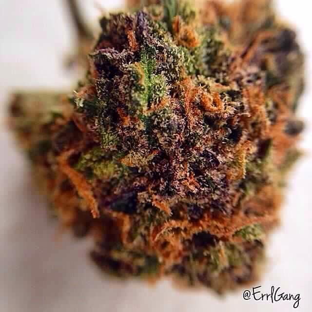 WEEDOFIG's tweet photo. Caution!!!
Extremely Flammable🔥😤
#ErrlGang #KingsofKushco http://t.co/EhzMSjHbDw by errlgang http://t.co/pZwA9JPDJ7