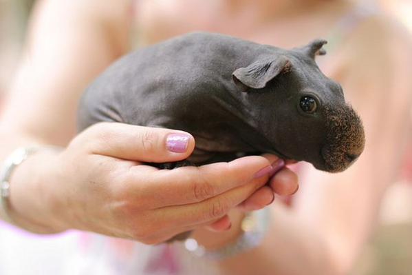 HashtagCuteness's tweet photo. I shaved guinea pig looks like a baby hippo. http://t.co/yMhcdwTCUp
